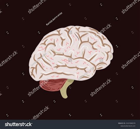 Human Brain Side View Vector Illustration Stock Vector Royalty Free 2107496579 Shutterstock