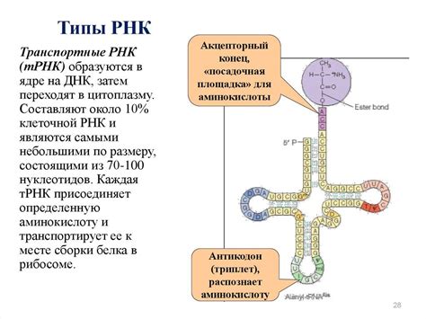 Ррнк картинки (49 фото)