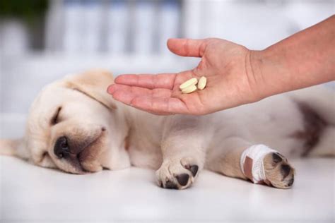 Flagyl for Dogs - Is It Safe? Dosage and Side Effects - Drug Genius