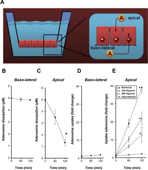 Hypoxia Inducible Factordependent Repression Of Equilibrative