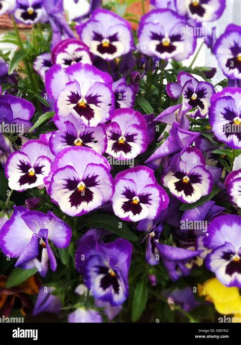 Purple Pansy Flowers Stock Photo Alamy