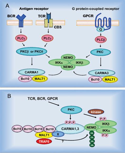 BCR Signaling Pathway