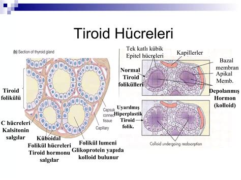 Tiroid Fizyolojisi Fazlas I In Tipfakultesi Org Ppt