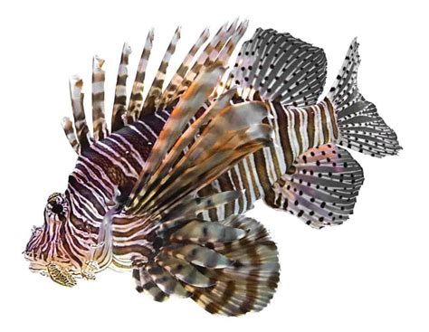 Lionfish A Z Animals