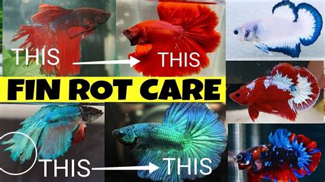 Betta Fish Fin Rot Care Full Guide Betta Fish Fin Drop Treatment