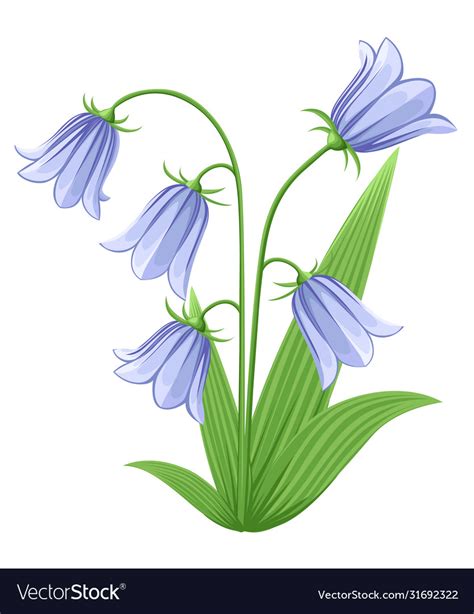 Blue Bell Flower Outline Images | Best Flower Site