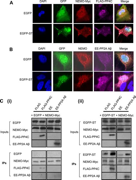 Mcpyv St Colocalizes With Nemo And Cellular Phosphatase Subunits Pp C