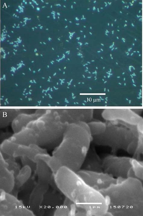 Figure 1 From Bioremediation Of Coastal Areas 5 Years After The