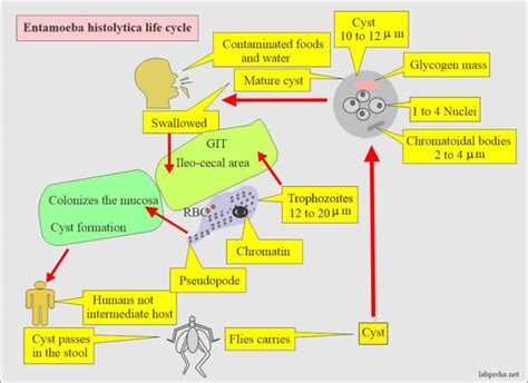 Amoebiasis Entamoeba Histolytica Life Cycle Diagnosis And Intestinal Amoebas