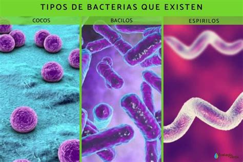 Tipos De Bacterias Nombres Caracter Sticas Y Fotos Ejemplos Y Resumen