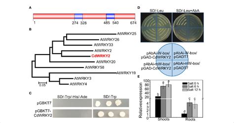 Sequence Analysis Transcription Activation Activity Dna Binding