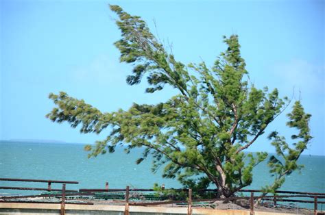 Fred The Tree Old Mile Bridge Key West