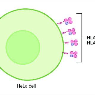 Hla A Presented On Siha Cervical Cell Line Created In Biorender