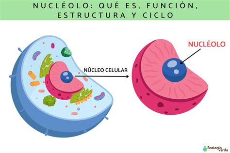 Nucléolo qué es función estructura y ciclo Resumen