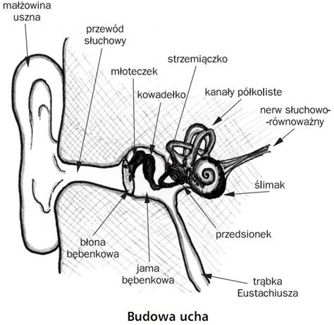 Narządy zmysłów Ucho narząd słuchu i równowagi