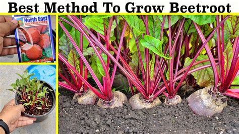 How To Grow Beetroot At Home Seeds To Harvest Youtube