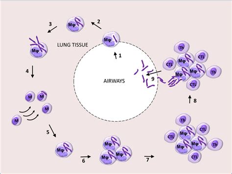 Mycobacterium Tuberculosis Labelled Diagram