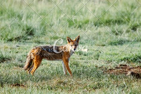 South African Black Backed Jackal Photos By Canva