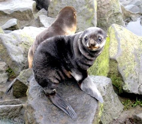 Northern Fur Seal – "OCEAN TREASURES" Memorial Library