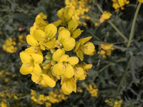 Gambar Kuning Flora Tanaman Sawi Moster Rapeseed Menanam