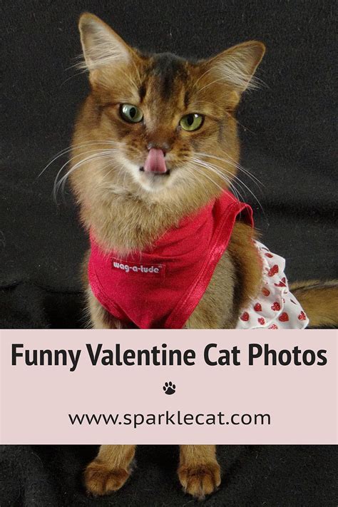 Valentine Outtakes - Summer’s Fabulous Cat Life