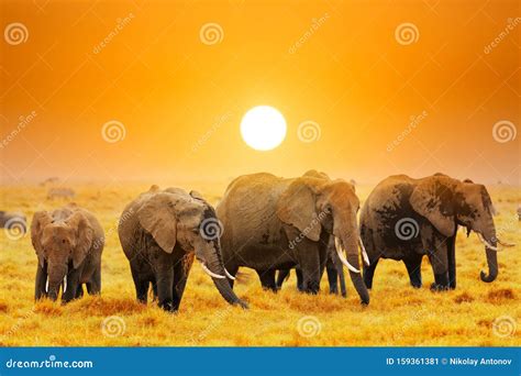 Artistic Fantastic African Sunset Landscape. African Elephants in ...