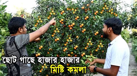 চাইনিজ কমলা বিস্ময়কর ফলন ছোট গাছে হাজার হাজার মিষ্টি কমলা ছোট