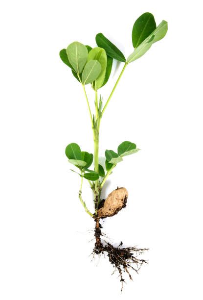 Jordnöt Arachis Fotografier Fotografier Bilder Och Bildbanksfoton Istock