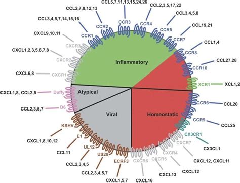 Classification Of Chemokines And Receptors According To The Cancer