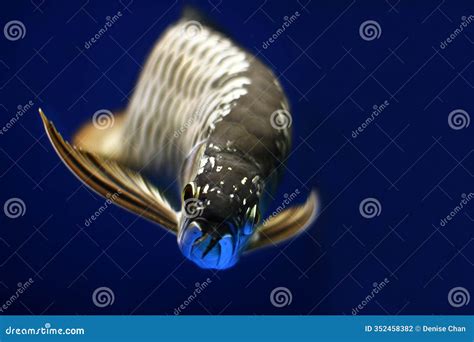 gold arowana fish stock photo image  black arowana