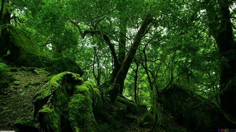 Green Leaf Trees Landscape Forest Trees Nature Hd Wallpaper