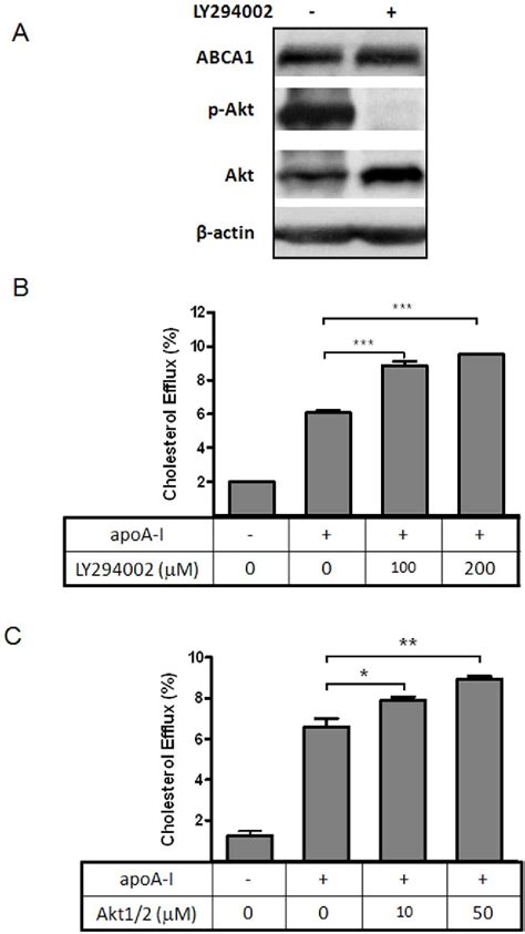 Figure 2 From Akt Inhibition Promotes Abca1 Mediated Cholesterol Efflux