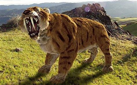 Sabertooth Cat Extinction