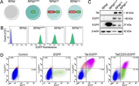 Hiv Rev Dependent Reporter Cells