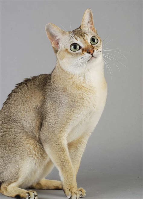 Singapura Cat - The World's Smallest And Friendliest Cat Breed?