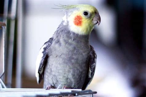 Baby Cockatiel Care: Tips for Raising a Healthy Bird - Small Pets 101