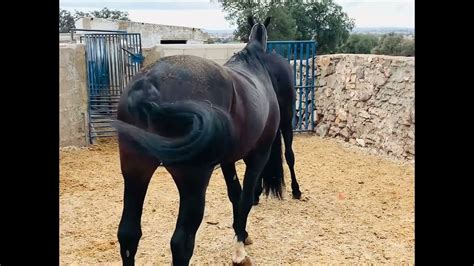 Caballo Y Yegua Capa Negra De Pura Raza Play Horse Empezamos La Etapa