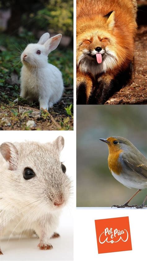 mascotas un pájaro un hamster un conejo y un zorro Rabbit Lovers