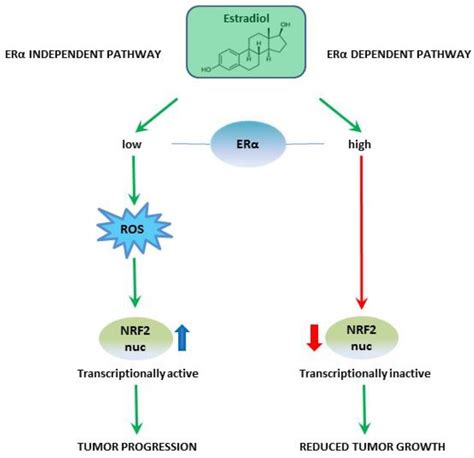 Ijms Free Full Text Interaction Of Erα And Nrf2 Impacts Survival In