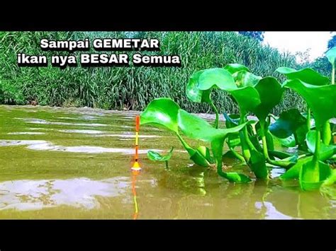 Gemetar Mancing Ikan Nila Liar Di Sungai Dapat Ikan Lele Besar Bikin