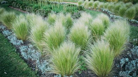 9 Prairie Grass to Elevate Your Landscaping | Angi