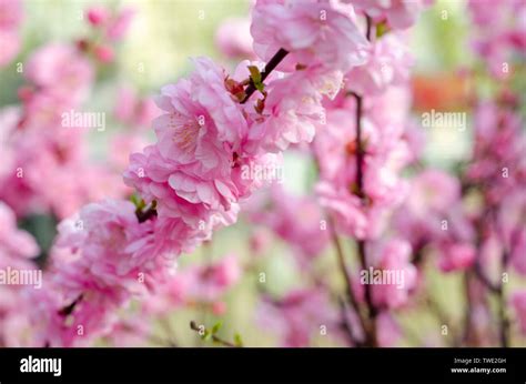 Elm tree flowers hi-res stock photography and images - Alamy