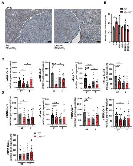 Ijms Free Full Text Chemokine Cxcl10 Modulates The Tumor