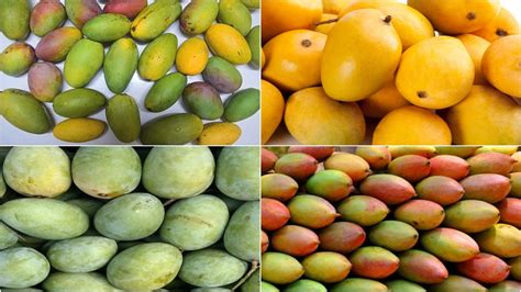 types  mangoes   eqiwf