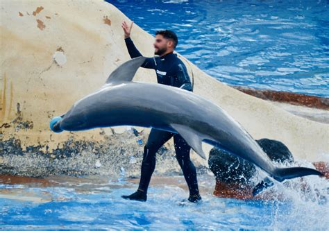 Dolphin Exploitation at Aqualand in Tenerife | Dolphin Project