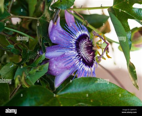 Passiflora betty myles young fotografías e imágenes de alta resolución