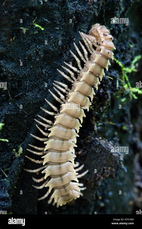 Millipede Andes Ecuador Stock Photo Alamy