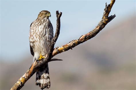 Birds Of Prey Youll Find In The South