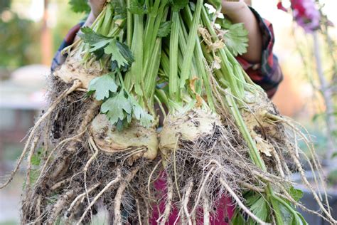 Growing Celeriac ~ Tips From My Southern California Garden ~ Freckled Californian ~ A California ...