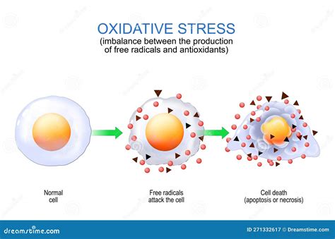 Oxidative Stress. Free Radicals And Antioxidants Cartoon Vector | CartoonDealer.com #271332617